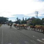 Satpol PP-WH ajak Peternak hilangkan Stigma Aceh Jaya Kandang Ternak ...