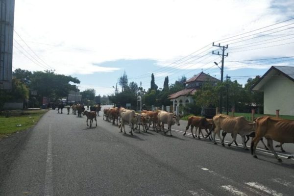 Satpol PP-WH ajak Peternak hilangkan Stigma Aceh Jaya Kandang Ternak ...