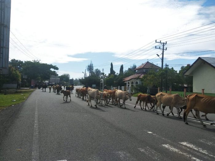 Satpol PP-WH ajak Peternak hilangkan Stigma Aceh Jaya Kandang Ternak ... Satpol PP-WH ajak Peternak hilangkan Stigma Aceh Jaya Kandang Ternak ...