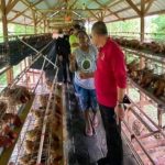 Peternakan ayam kampung di Delima, Pidie