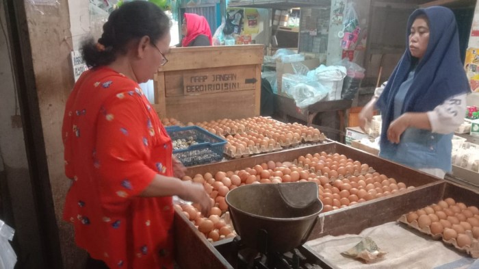 Ayam merah petelur di Rajabasa, Kota Bandar Lampung