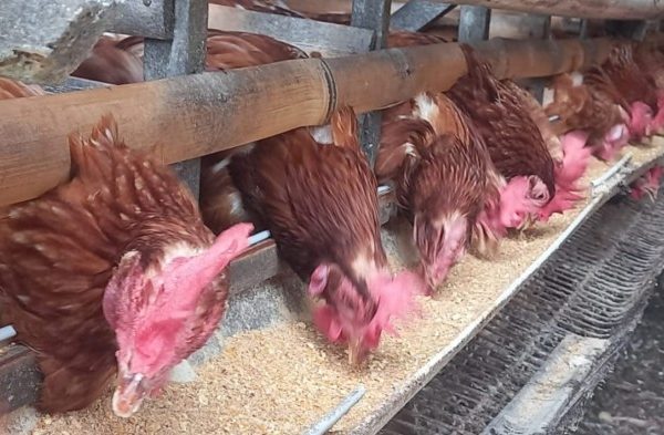 Ayam merah petelur di Batang Hari Nuban, Lampung Timur