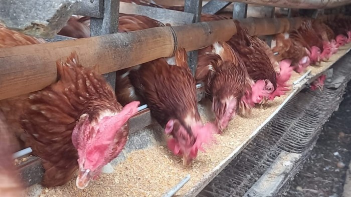 Ayam merah petelur di Punggur, Lampung Tengah