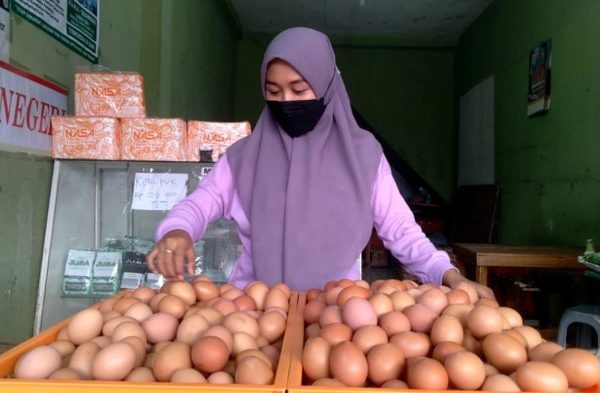 Ayam merah petelur di Rajabasa, Kota Bandar Lampung