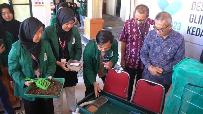 Ternak maggot di Kinal, Kaur