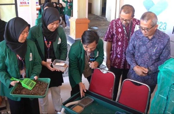 Ternak maggot di Kampung Melayu, Kota Bengkulu
