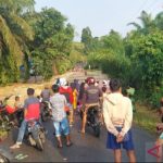 Jual Ayam Arab Usia Baru Saja Menetas dan Beberapa Informasi Mengenai ...