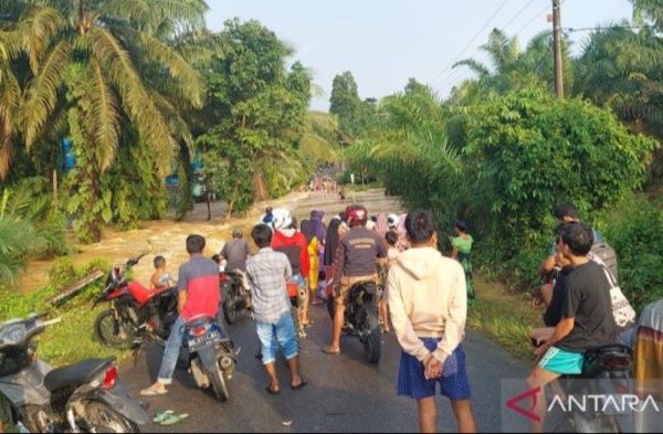 Jual Ayam Arab Usia Baru Saja Menetas dan Beberapa Informasi Mengenai ...