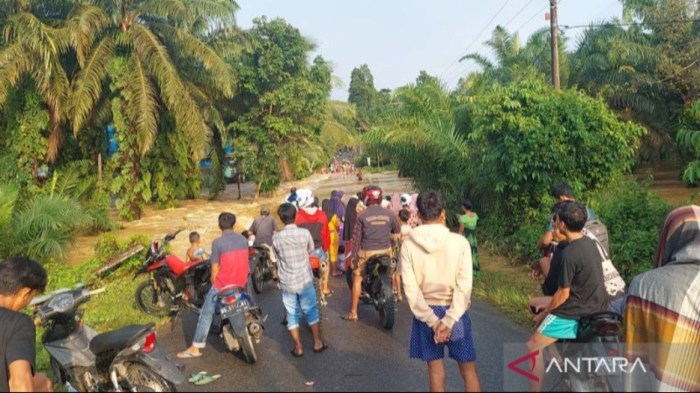 Jual Ayam Arab Usia Baru Saja Menetas dan Beberapa Informasi Mengenai ... Jual Ayam Arab Usia Baru Saja Menetas dan Beberapa Informasi Mengenai ...