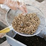 Budidaya maggot pemula di Bakongan Aceh Selatan