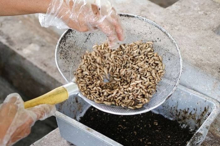 Budidaya maggot pemula di Bakongan Aceh Selatan