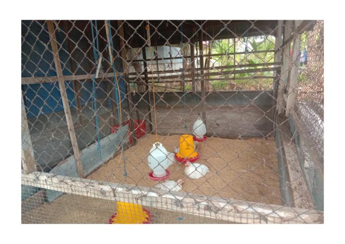 Kepadatan Kandang Tepat, Performa Broiler Meningkat | Poultry Indonesia Budidaya ayam broiler di Kabawetan, Kepahiang