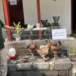 Adi Hanifa on LinkedIn: Industri peternakan ayam kampung 🙌🏻