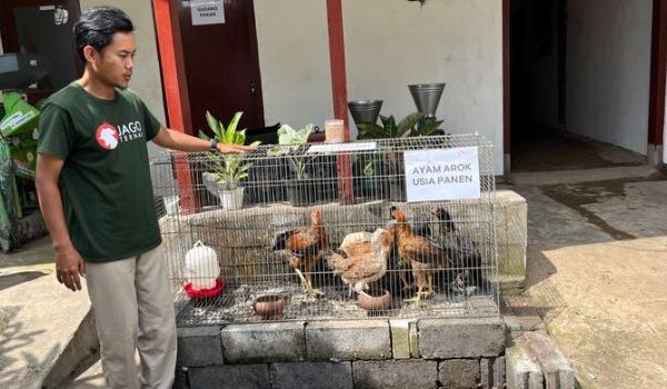 Adi Hanifa on LinkedIn: Industri peternakan ayam kampung 🙌🏻