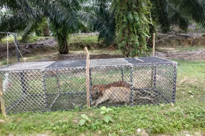 Dipancing Kambing, Akhirnya Harimau Pemangsa Hewan Ternak Masuk Perangkap Ternak jangkrik di Idi Rayeuk Aceh Timur