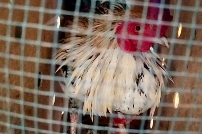 Foto : Penampakan Barang Bukti Penembakan Polisi Way Kanan, Ada ...