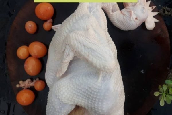 Ayam merah petelur di Banjar Baru, Tulang Bawang