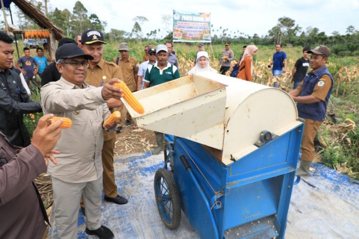 Ternak Jangkrik Alam 085646415014 – Budidaya Jangkrik | Beternak ...