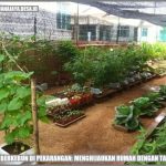 8 Cara Beternak Ayam Kampung dengan Modal Kecil, Hasil Menguntungkan ...