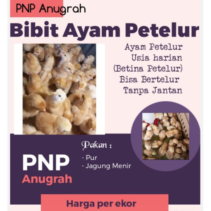Penjual ayam petelur terdekat di Labuhan Haji Barat Aceh Selatan