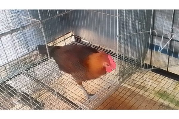 Ayam arab di Mesuji, Kab. Mesuji