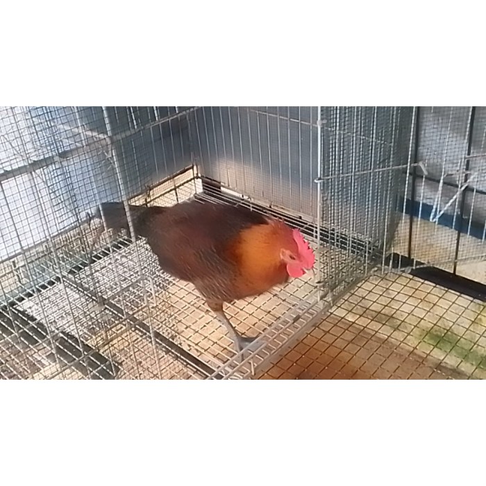 Ayam arab di Mesuji, Kab. Mesuji