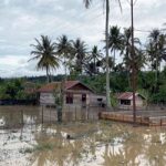 Ternak jangkrik di Dabun Gelang, Gayo Lues