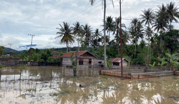 Ternak jangkrik di Dabun Gelang, Gayo Lues