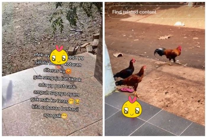 Ternak Ayam Arab Umbaran Atau Semi Umbaran, Anda Lebih Pilih Yang Mana ... Ayam arab di Teras Terunjam, Muko Muko