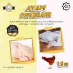 Jual AYAM PETELUR / MERAH (AFKIR) | Shopee Indonesia