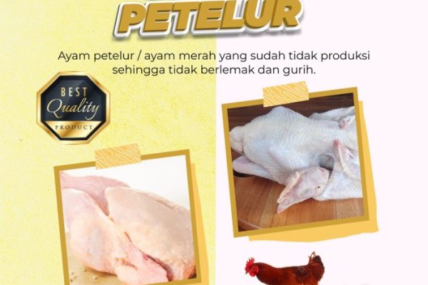 Jual Ayam Merah Petelur daging banyak | Shopee Indonesia