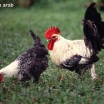 Ayam arab di Putri Hijau, Bengkulu Utara