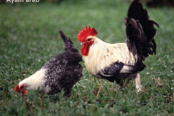 Ayam arab di Putri Hijau, Bengkulu Utara