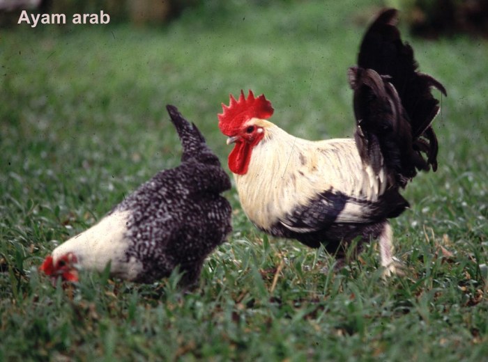 Mengembangkan Usaha Ternak Ayam Arab: Panduan Untuk Pemula (Part 2 ...