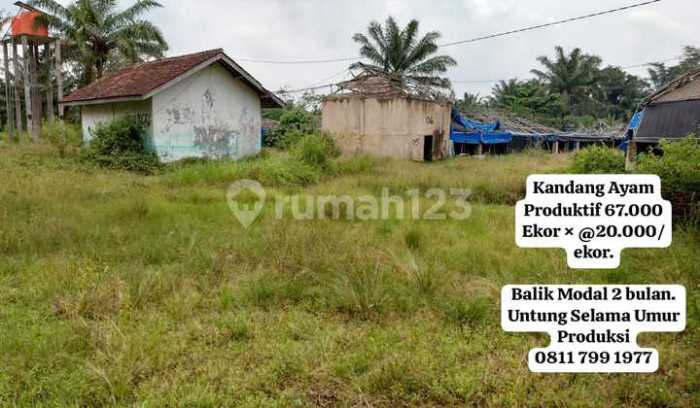 Mengembangkan Usaha Ternak Ayam Arab: Panduan Untuk Pemula (Part 2 ... Ayam arab di Merbau Mataram, Lampung Selatan