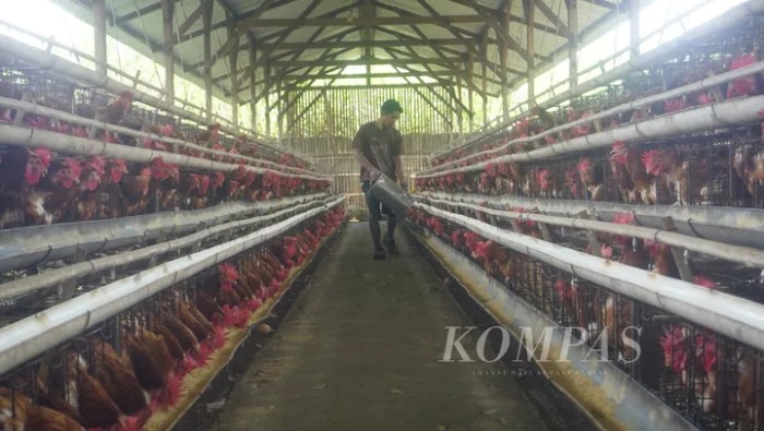 Peternakan ayam kampung di Mojosongo, Boyolali