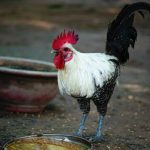 Ayam Arab Yang Serba Hebat | RAGAM INDONESIA (23/02/23) - YouTube