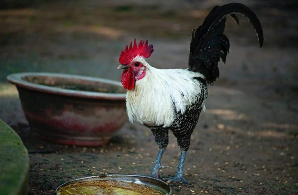 Ayam arab di Metro Timur, Kota Metro