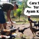 Ternak ayam kampung pemula di Merigi Sakti, Bengkulu Tengah