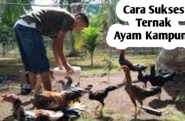 Ternak ayam kampung pemula di Merigi Sakti, Bengkulu Tengah