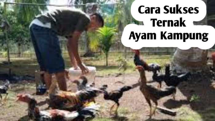 Cara Sukses Ternak Ayam Kampung, Modal 10 Indukan Untung Ratusan Ribu ... Ternak ayam kampung pemula di Merigi Sakti, Bengkulu Tengah