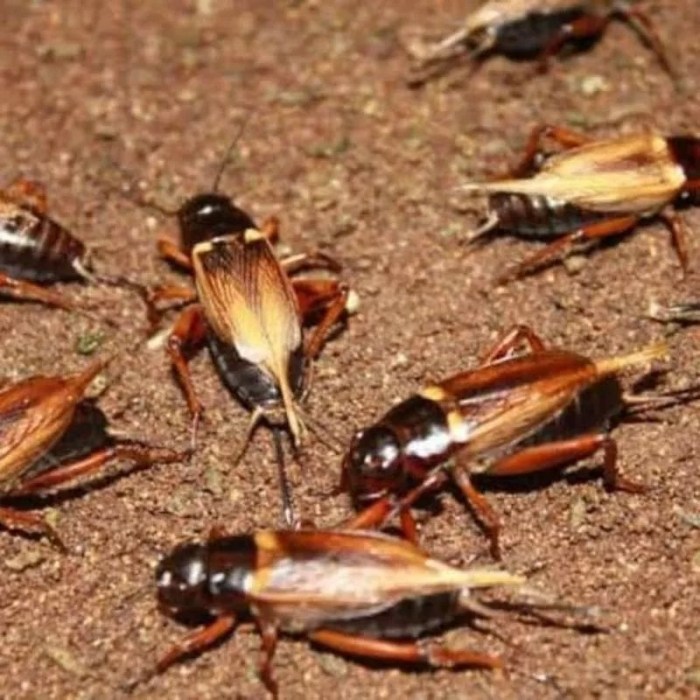 Ternak Sakit di Bireuen Bertambah, 64 Ekor Gejala PMK - Serambinews.com Ternak Sakit di Bireuen Bertambah, 64 Ekor Gejala PMK - Serambinews.com