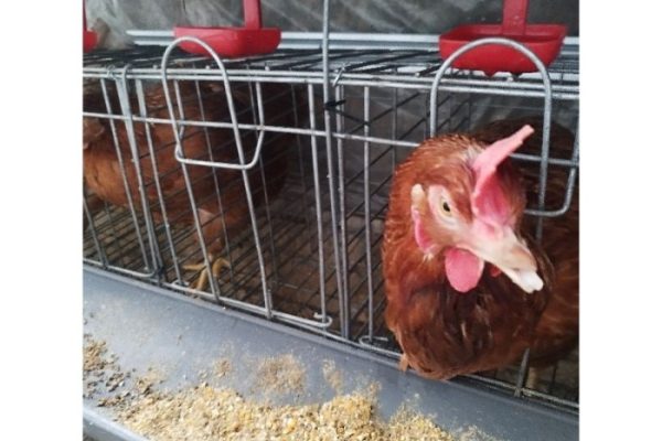 Ayam merah petelur di Ambarawa, Pringsewu