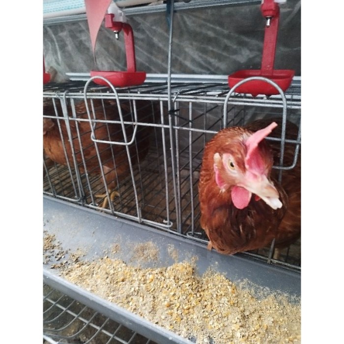 Harga Ayam Merah Hari ini di Borobudur Magelang | Jual Ayam Afkir ... Ayam merah petelur di Batu Brak, Lampung Barat