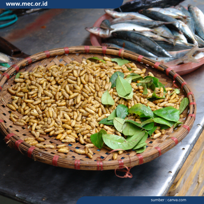 Budidaya maggot di Jombang | ANTARA Foto Budidaya maggot pemula di Pulo Aceh Aceh Besar