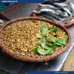 Budidaya maggot pemula di Kluet Utara Aceh Selatan