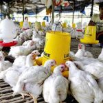 Ayam Potong Kebal Antibiotik - Lingkungan - majalah.tempo.co