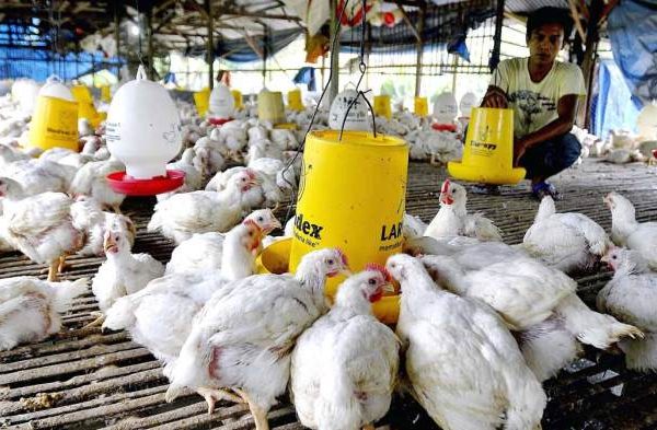 Budidaya ayam broiler di Kedurang Ilir, Bengkulu Selatan