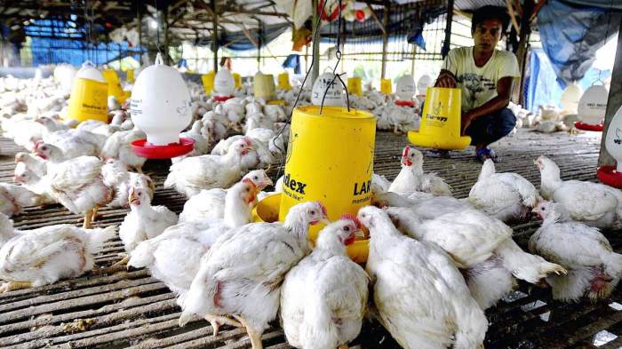 Budidaya ayam broiler di Talang Empat, Bengkulu Tengah