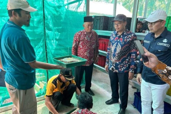 Ternak maggot di Seluma Timur, Seluma